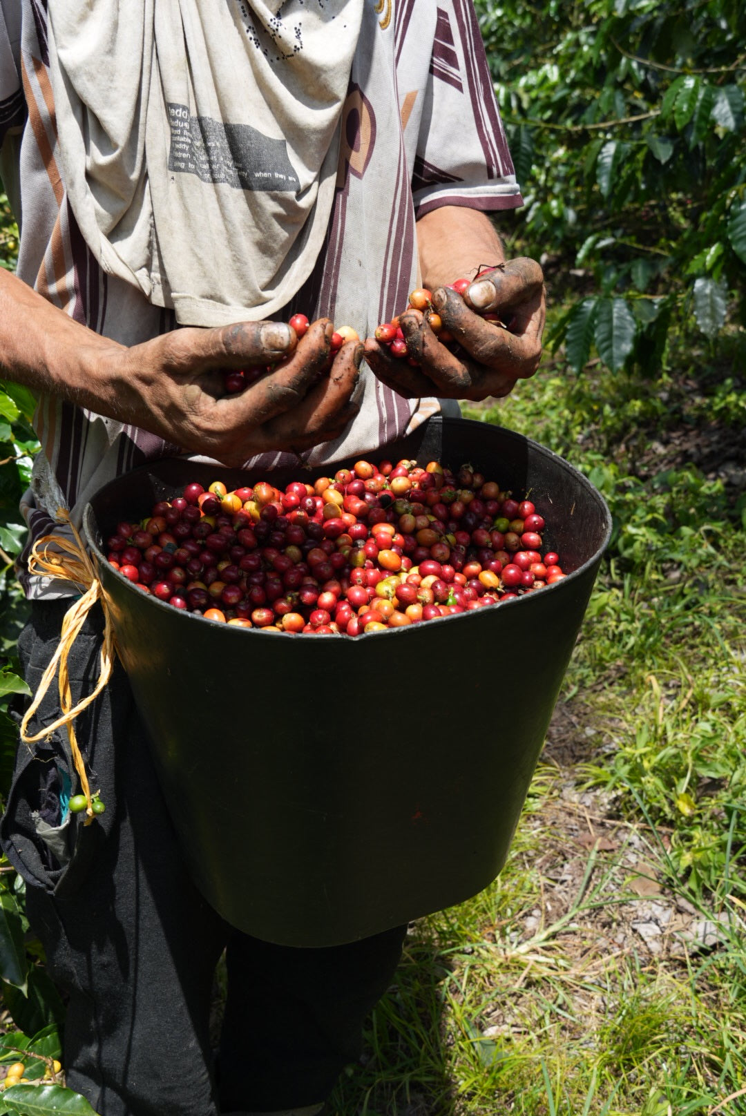 Why Single-Origin Matters