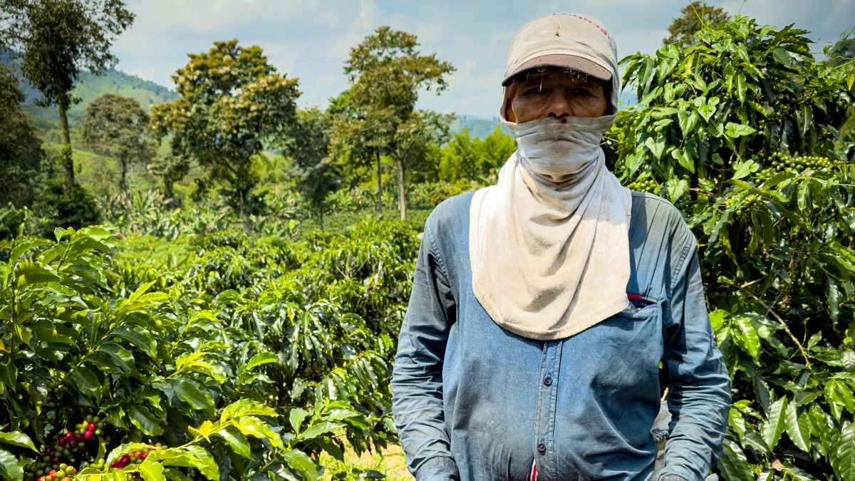 From Farm to Cup