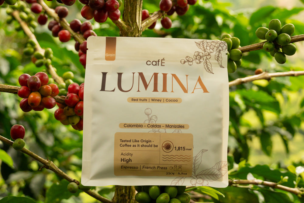 LUMINA